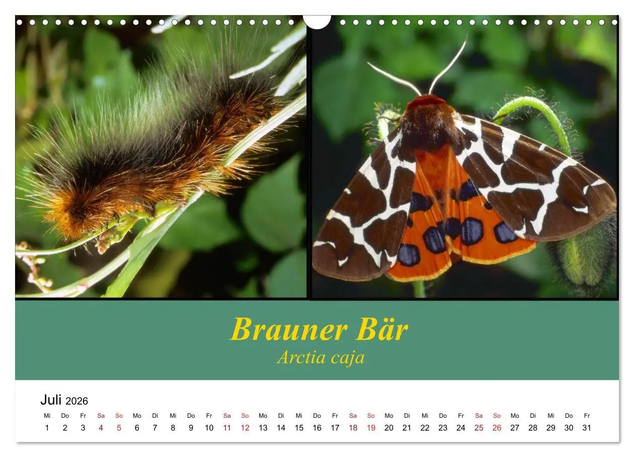 Bild: 9783457959039 | Zwei Leben, Raupe und Schmetterling (Wandkalender 2026 DIN A3...