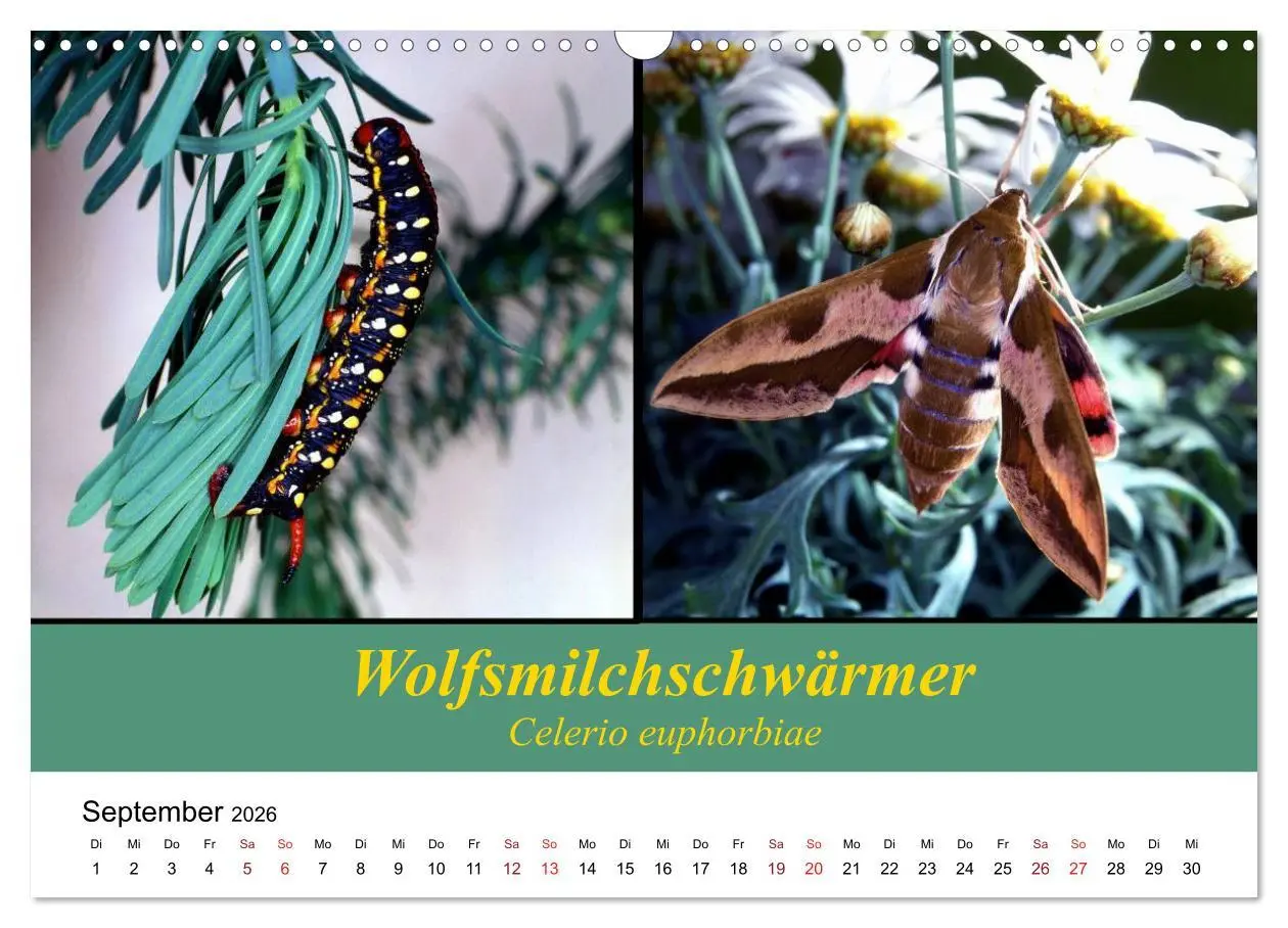 Bild: 9783457959039 | Zwei Leben, Raupe und Schmetterling (Wandkalender 2026 DIN A3...