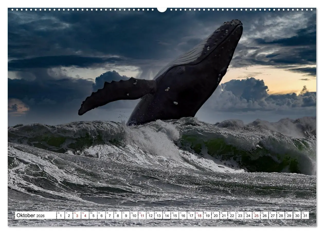 Bild: 9783457249239 | Wale und Delfine - Intelligente Meeressäuger (Wandkalender 2026 DIN...