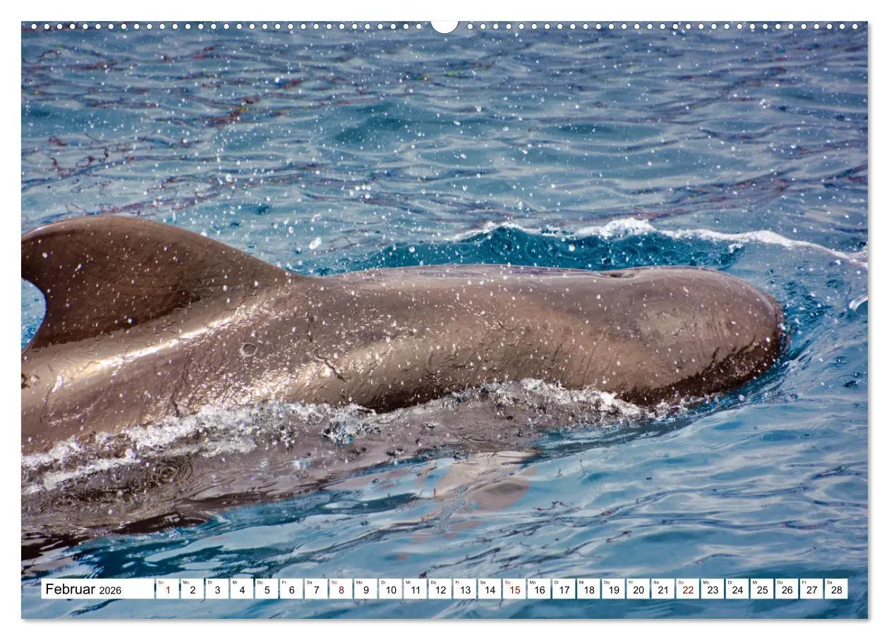 Bild: 9783457249239 | Wale und Delfine - Intelligente Meeressäuger (Wandkalender 2026 DIN...