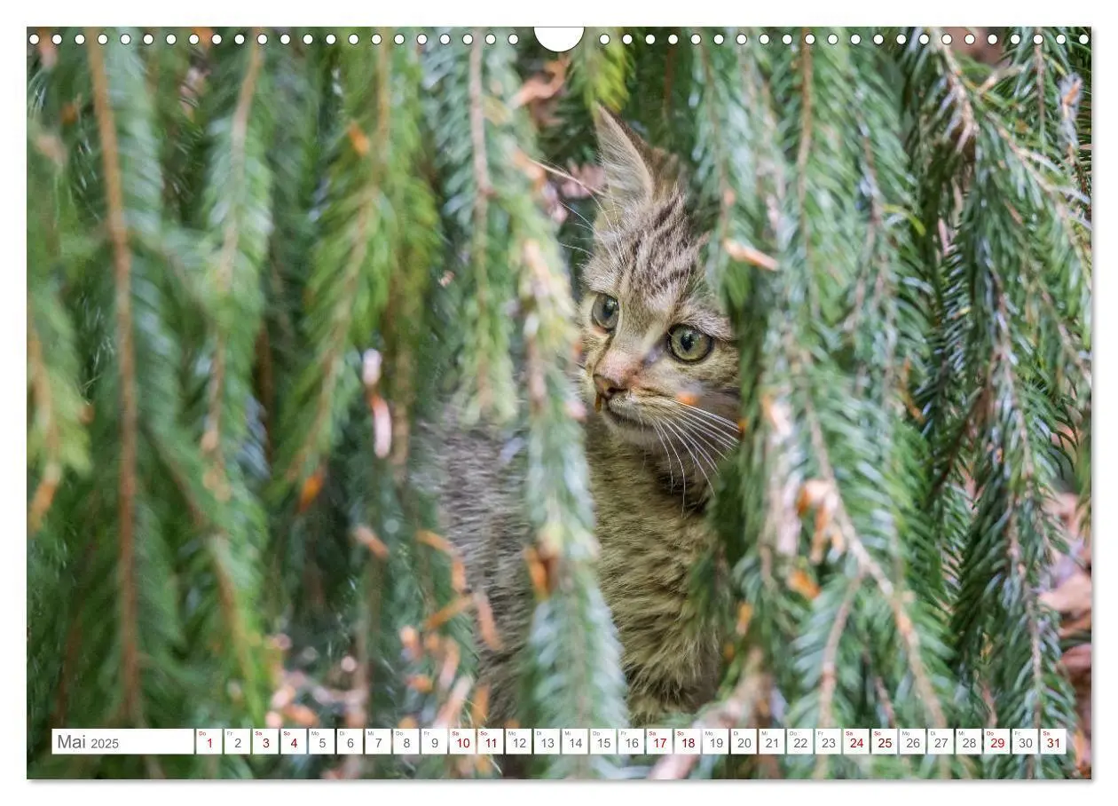 Bild: 9783435219339 | Wildkatzen - die anmutigsten Raubiere in Europa. (Wandkalender 2025...