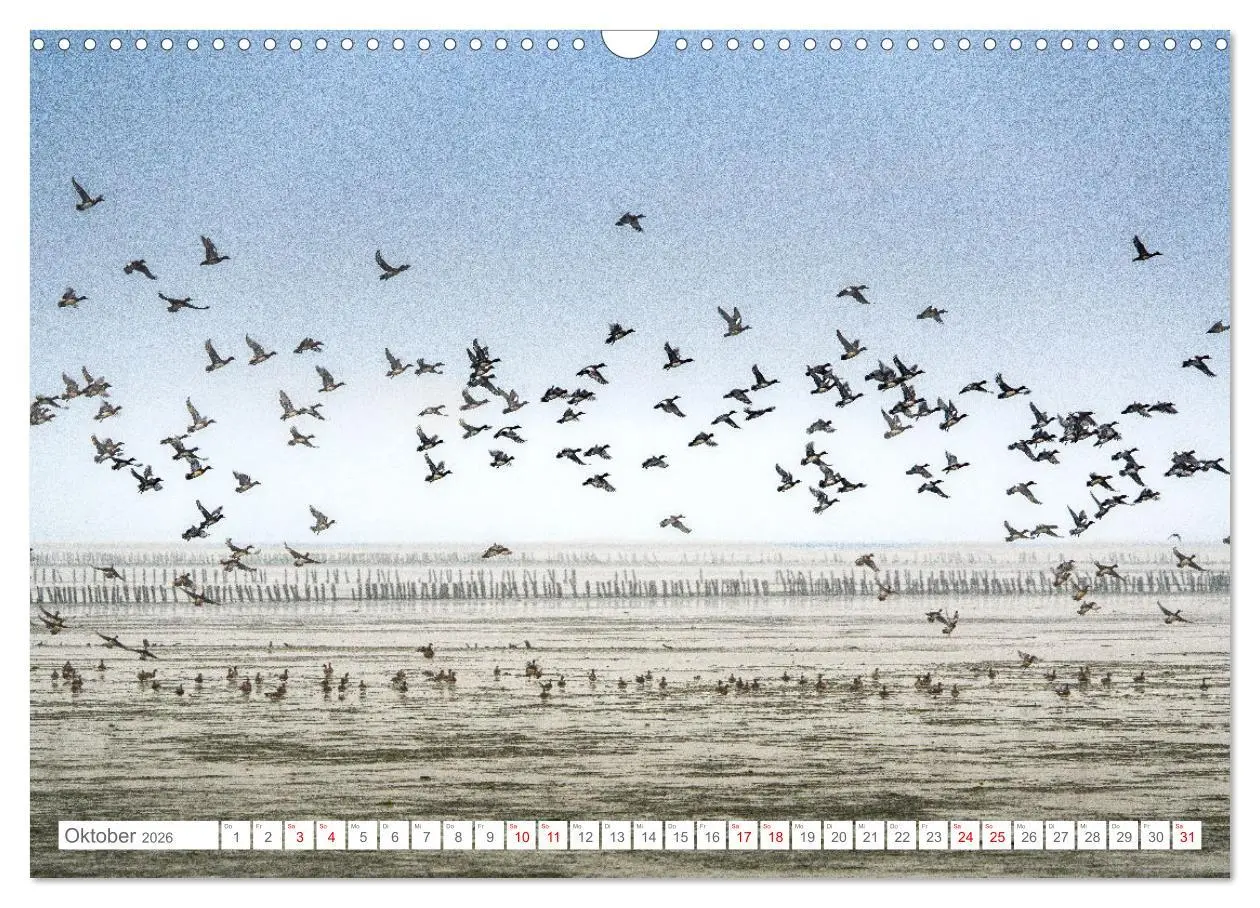 Bild: 9783457479339 | Naturerlebnis Rømø (Wandkalender 2026 DIN A3 quer), CALVENDO...