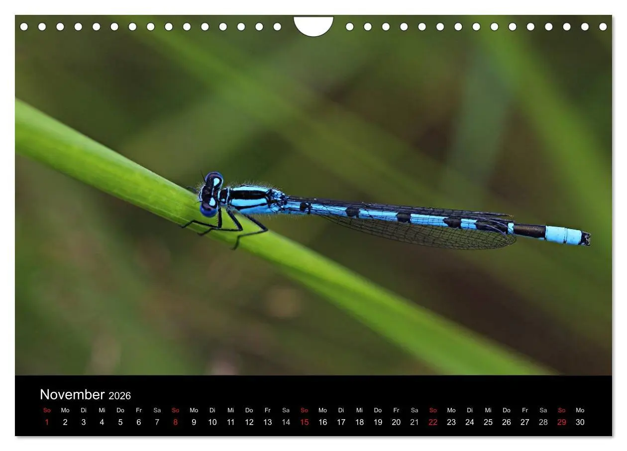 Bild: 9783516189339 | Makro-Kalender 2026 (Wandkalender 2026 DIN A4 quer), CALVENDO...