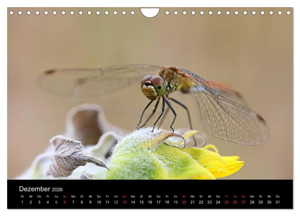 Bild: 9783516189339 | Makro-Kalender 2026 (Wandkalender 2026 DIN A4 quer), CALVENDO...