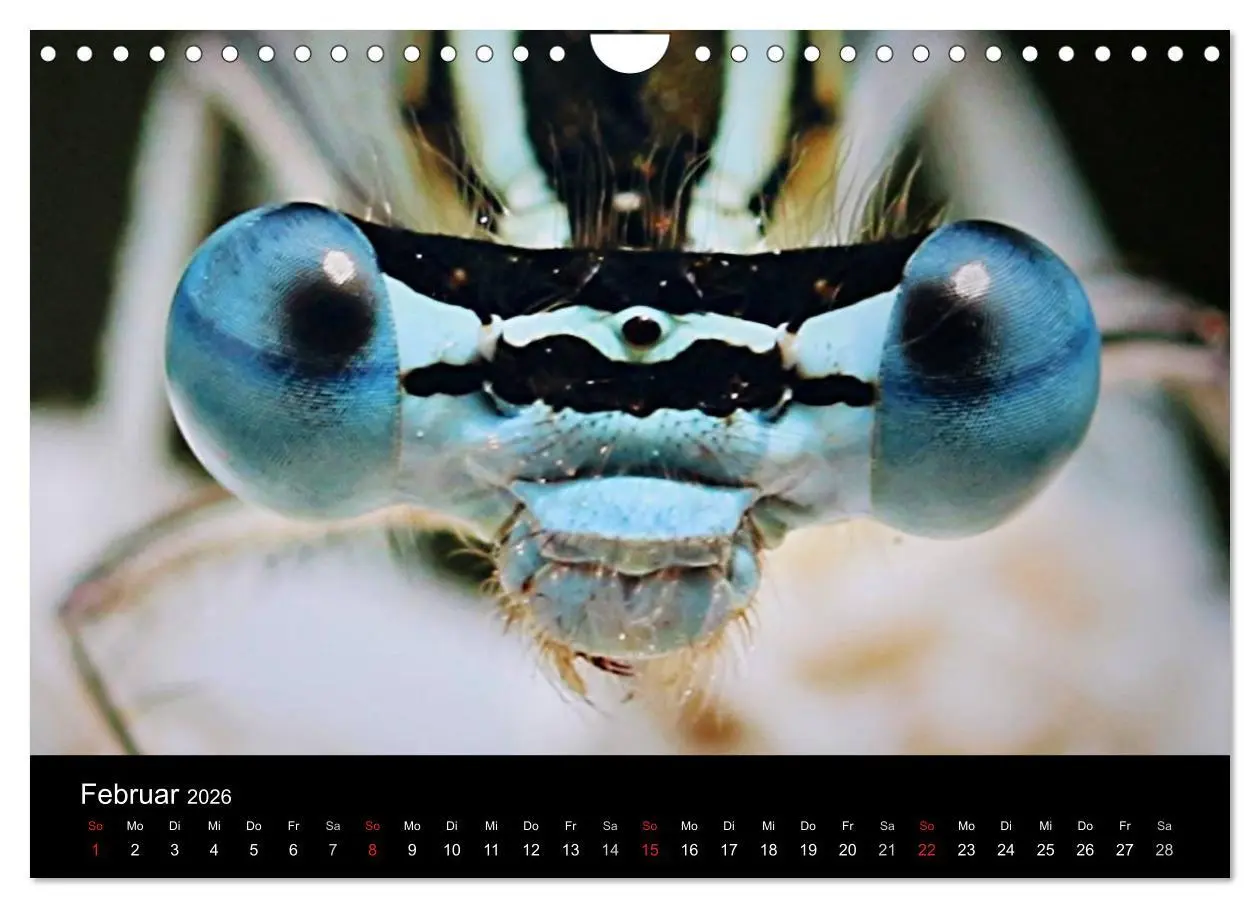 Bild: 9783516189339 | Makro-Kalender 2026 (Wandkalender 2026 DIN A4 quer), CALVENDO...