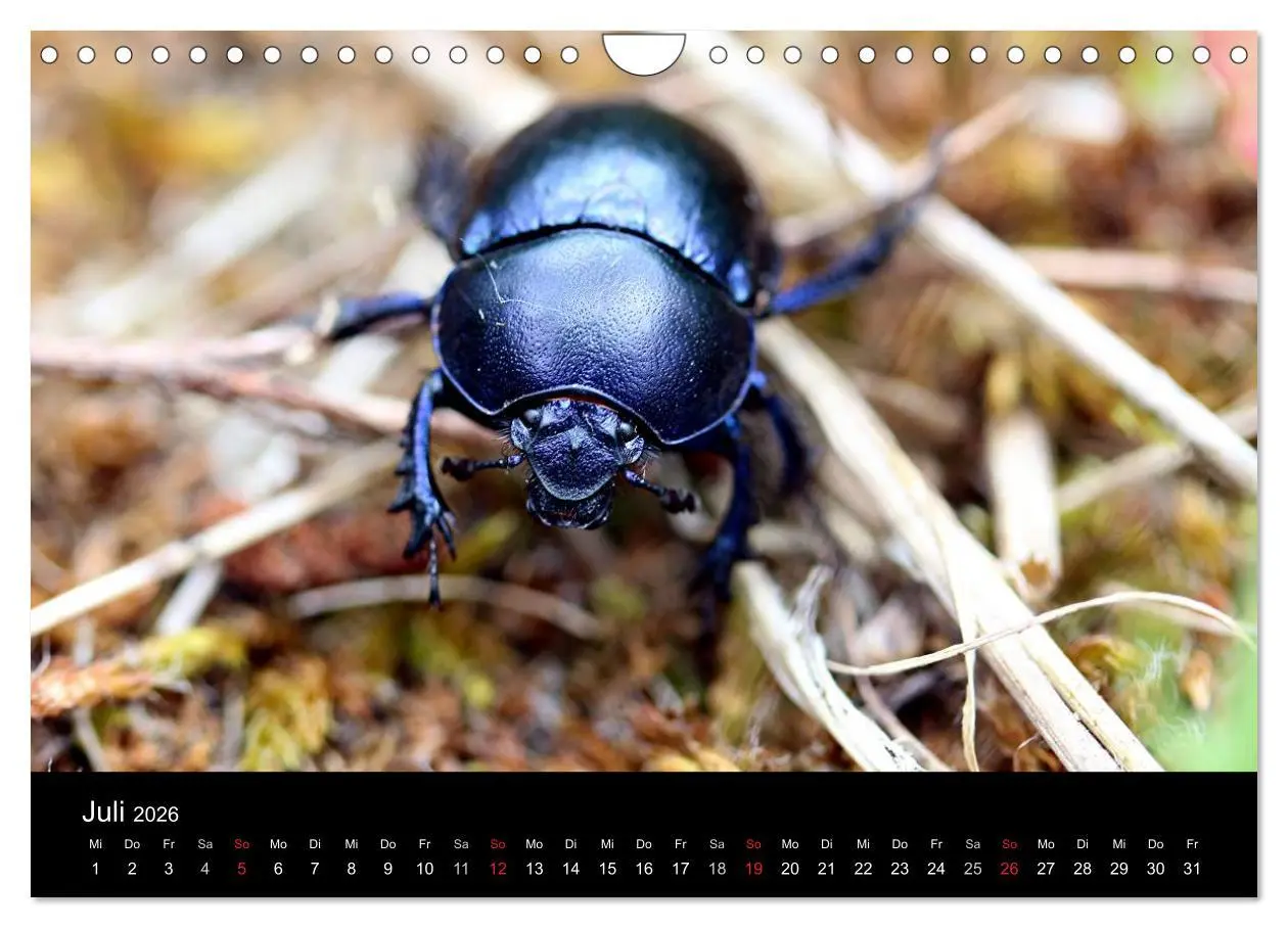 Bild: 9783516189339 | Makro-Kalender 2026 (Wandkalender 2026 DIN A4 quer), CALVENDO...