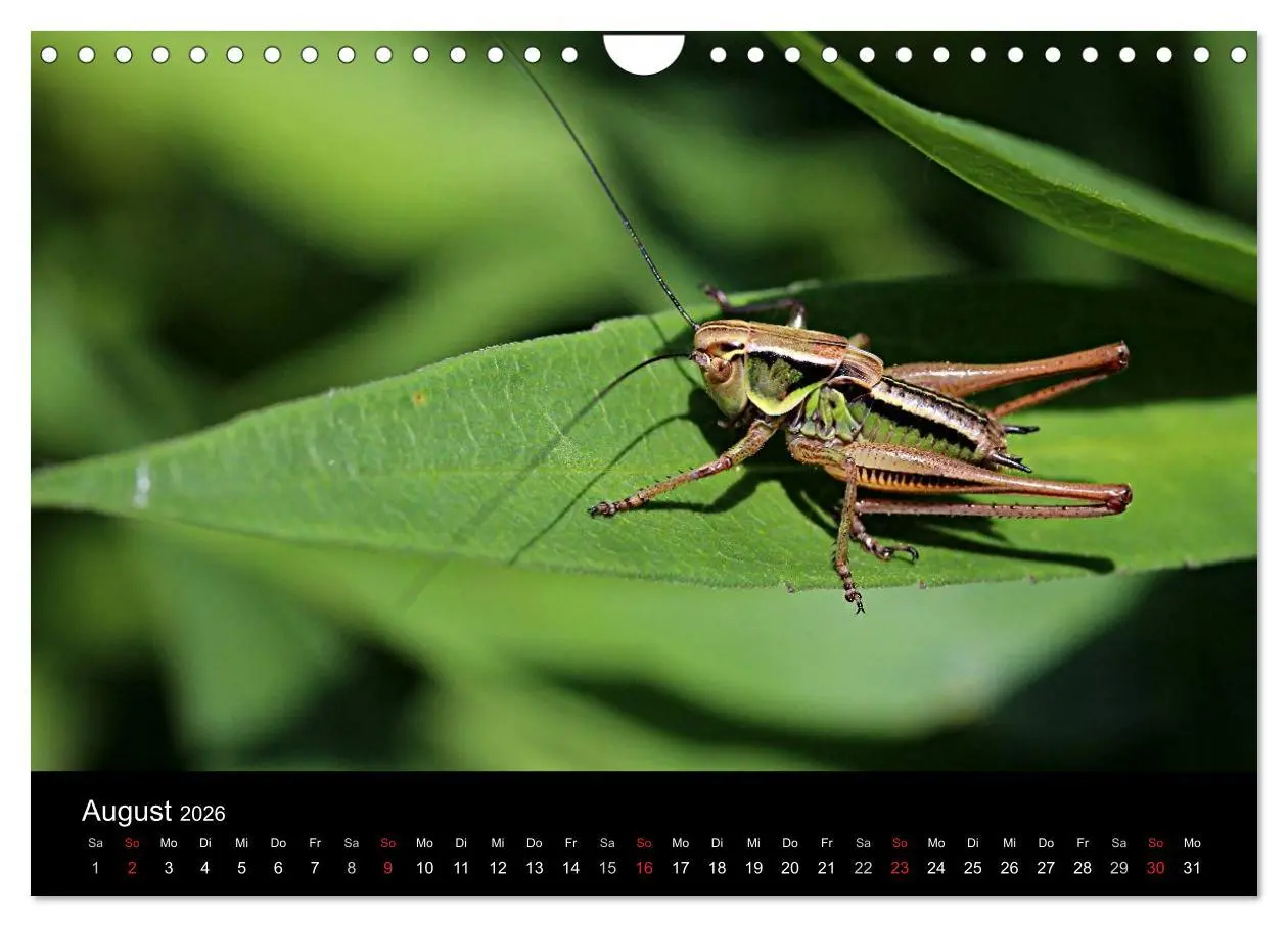 Bild: 9783516189339 | Makro-Kalender 2026 (Wandkalender 2026 DIN A4 quer), CALVENDO...