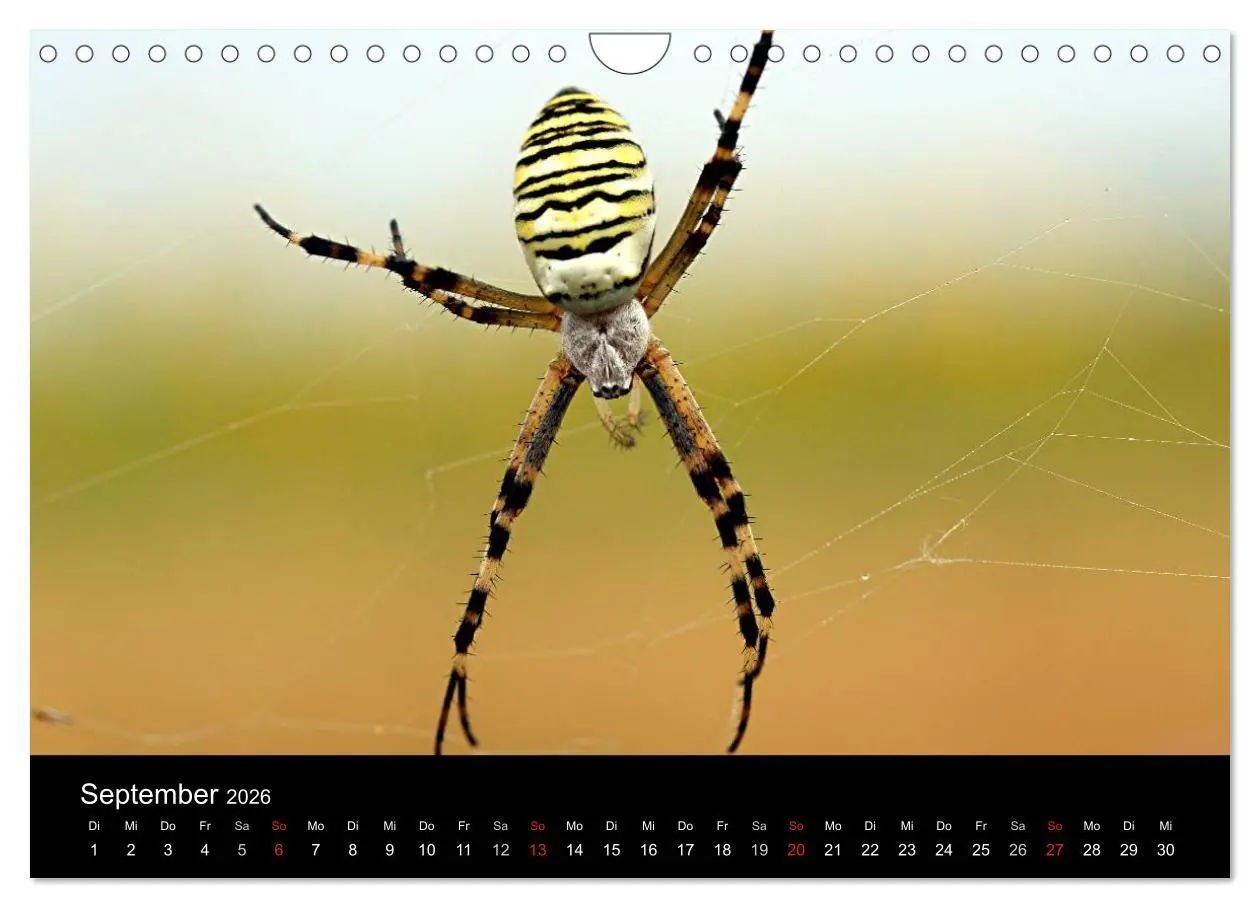 Bild: 9783516189339 | Makro-Kalender 2026 (Wandkalender 2026 DIN A4 quer), CALVENDO...