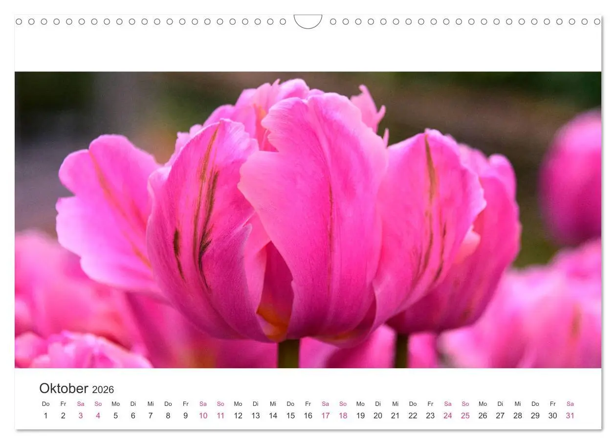 Bild: 9783457919439 | Zauberhafte Tulpen (Wandkalender 2026 DIN A3 quer), CALVENDO...