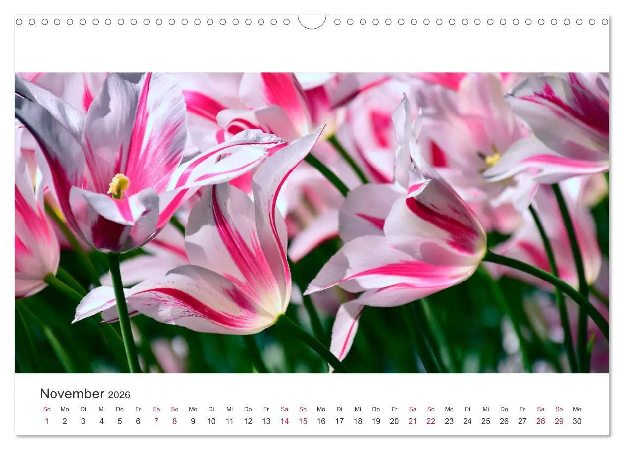Bild: 9783457919439 | Zauberhafte Tulpen (Wandkalender 2026 DIN A3 quer), CALVENDO...