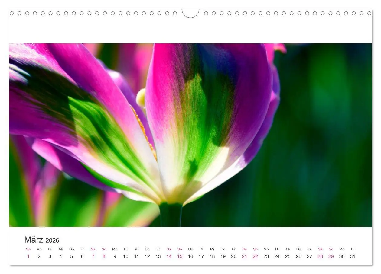 Bild: 9783457919439 | Zauberhafte Tulpen (Wandkalender 2026 DIN A3 quer), CALVENDO...