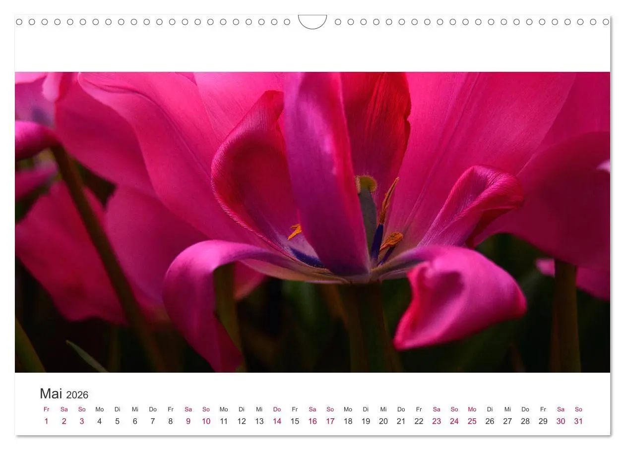 Bild: 9783457919439 | Zauberhafte Tulpen (Wandkalender 2026 DIN A3 quer), CALVENDO...