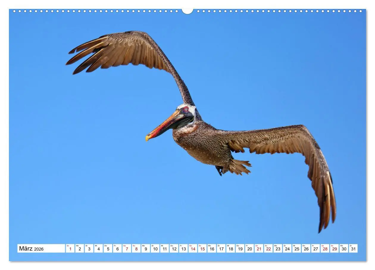Bild: 9783457529539 | Galápagos - Die verwunschenen Inseln (Wandkalender 2026 DIN A2...