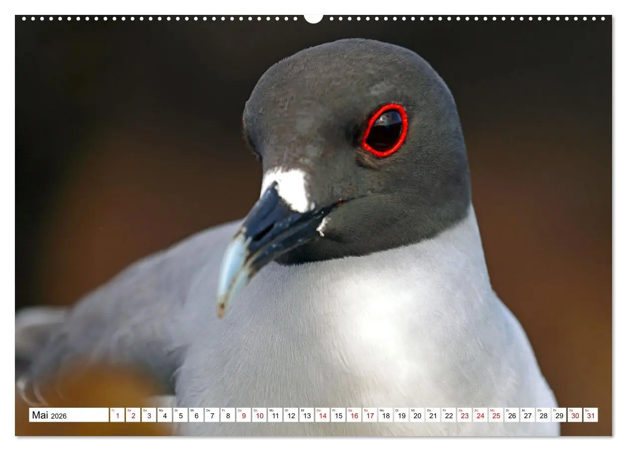Bild: 9783457529539 | Galápagos - Die verwunschenen Inseln (Wandkalender 2026 DIN A2...