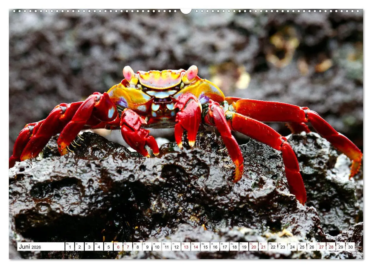 Bild: 9783457529539 | Galápagos - Die verwunschenen Inseln (Wandkalender 2026 DIN A2...
