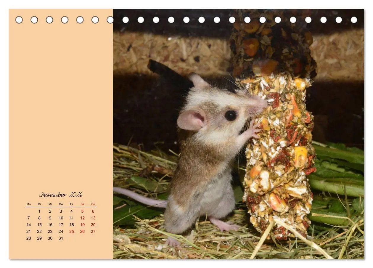 Bild: 9783457839539 | Mausige Zeiten! Putzige Gesellen mit Knopfaugen (Tischkalender 2026...