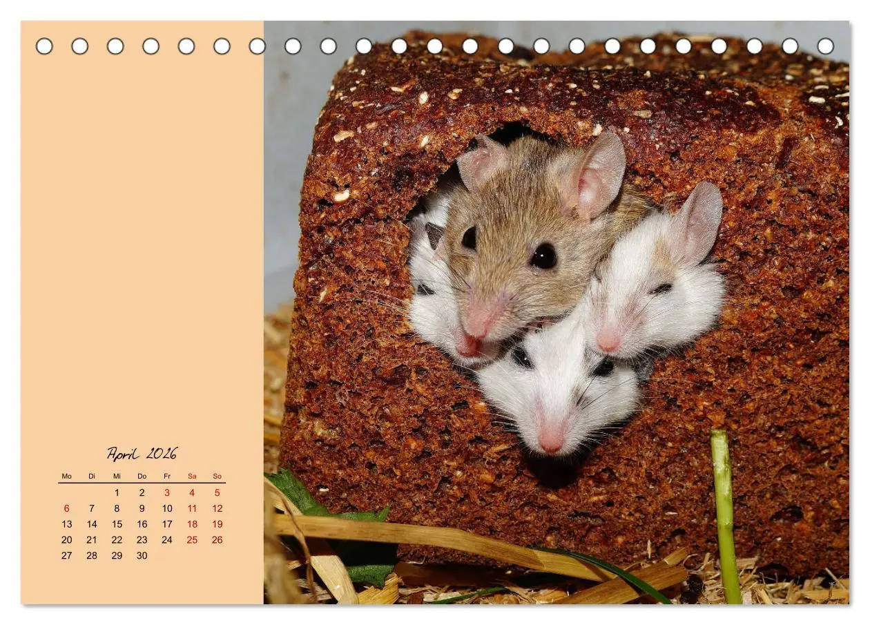Bild: 9783457839539 | Mausige Zeiten! Putzige Gesellen mit Knopfaugen (Tischkalender 2026...