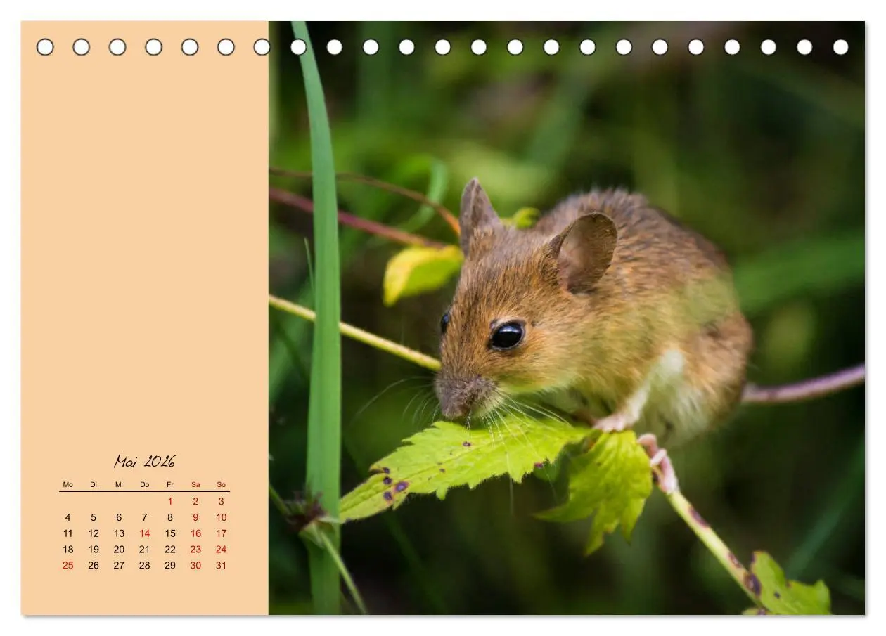 Bild: 9783457839539 | Mausige Zeiten! Putzige Gesellen mit Knopfaugen (Tischkalender 2026...