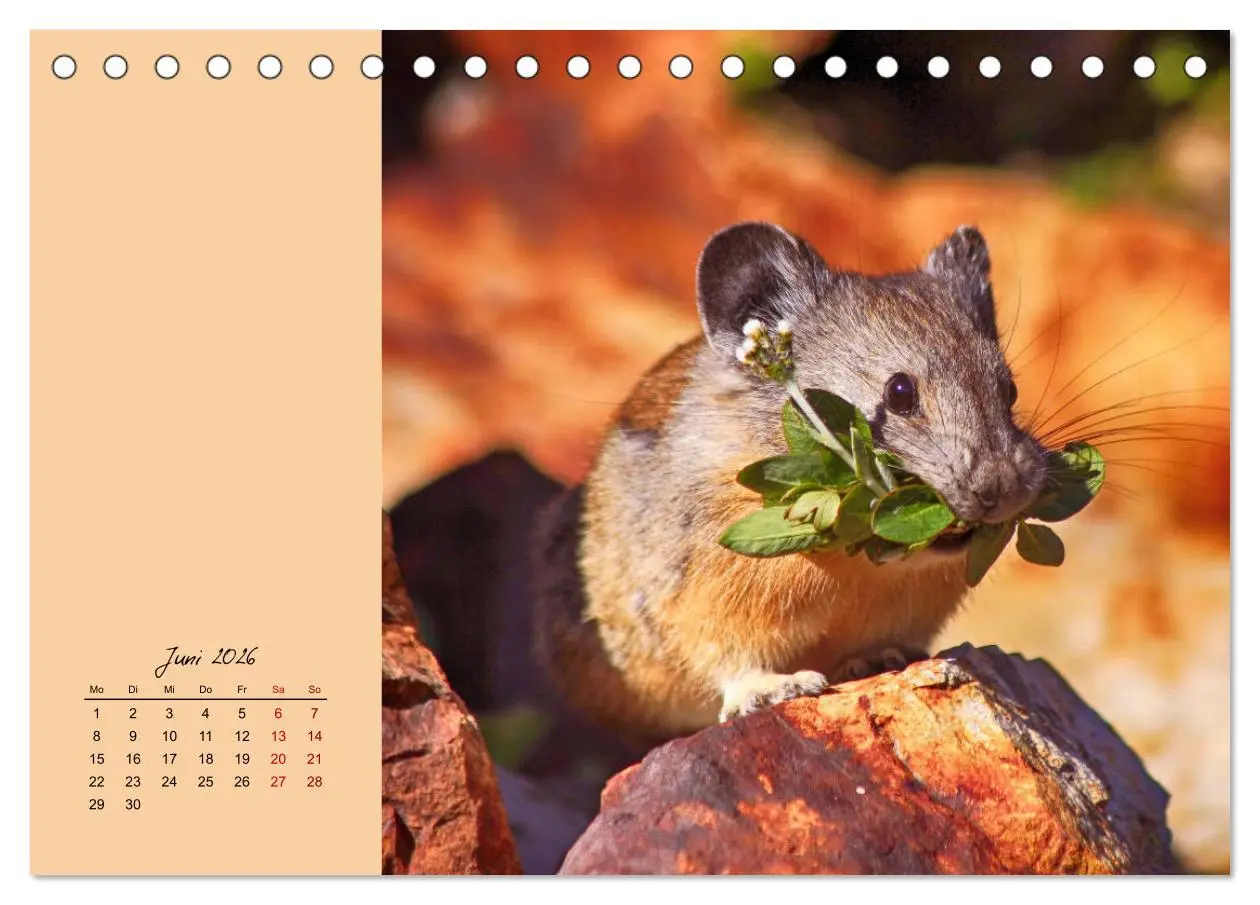 Bild: 9783457839539 | Mausige Zeiten! Putzige Gesellen mit Knopfaugen (Tischkalender 2026...