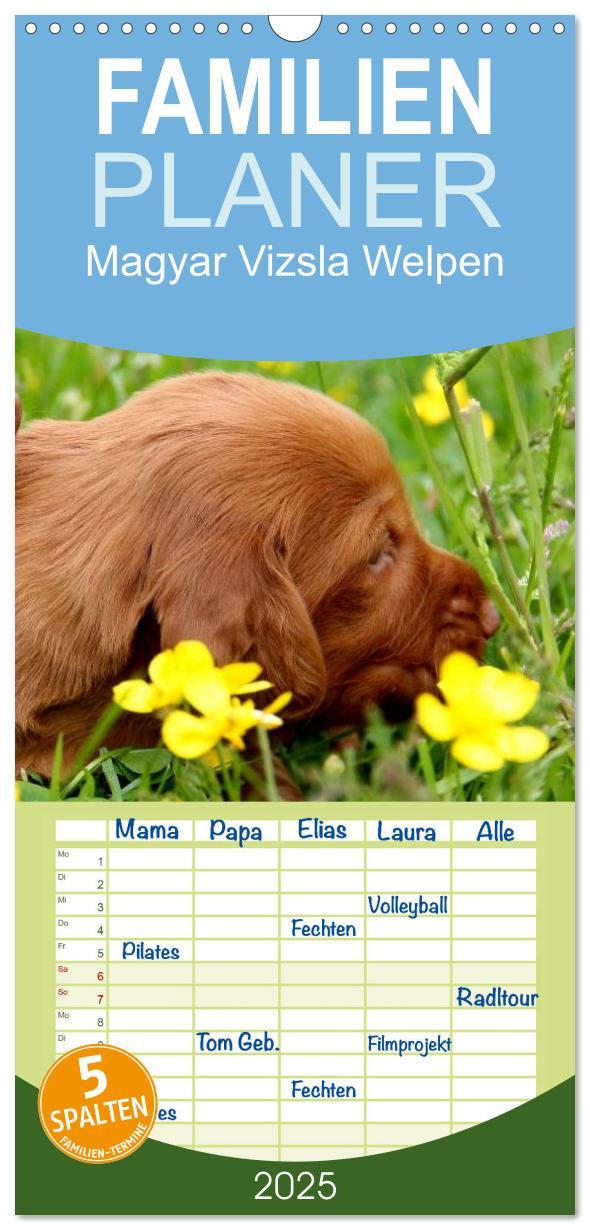 Cover: 9783457119839 | Familienplaner 2025 - Magyar Vizsla Welpen mit 5 Spalten...