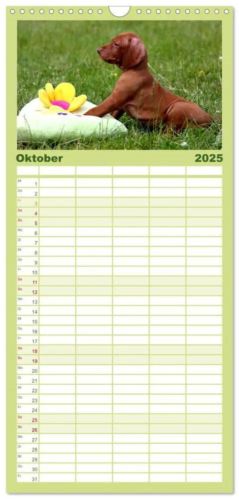 Bild: 9783457119839 | Familienplaner 2025 - Magyar Vizsla Welpen mit 5 Spalten...