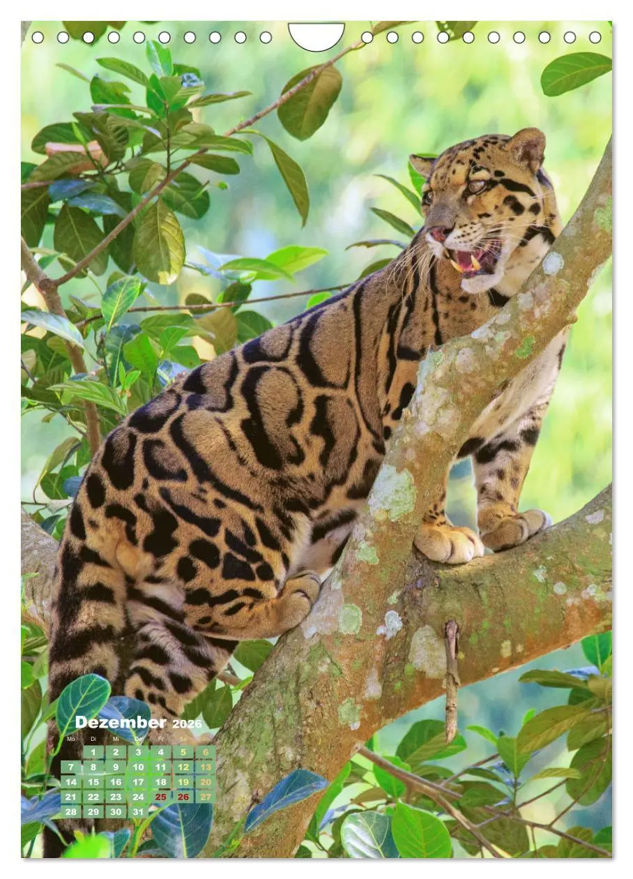 Bild: 9783457289839 | Raubkatzen: Die Jäger auf leisen Pfoten (Wandkalender 2026 DIN A4...