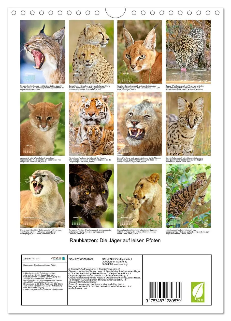 Bild: 9783457289839 | Raubkatzen: Die Jäger auf leisen Pfoten (Wandkalender 2026 DIN A4...