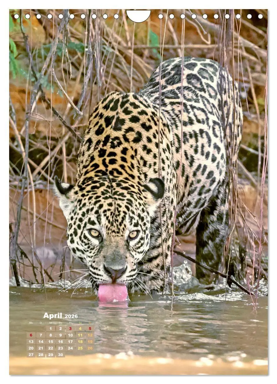 Bild: 9783457289839 | Raubkatzen: Die Jäger auf leisen Pfoten (Wandkalender 2026 DIN A4...
