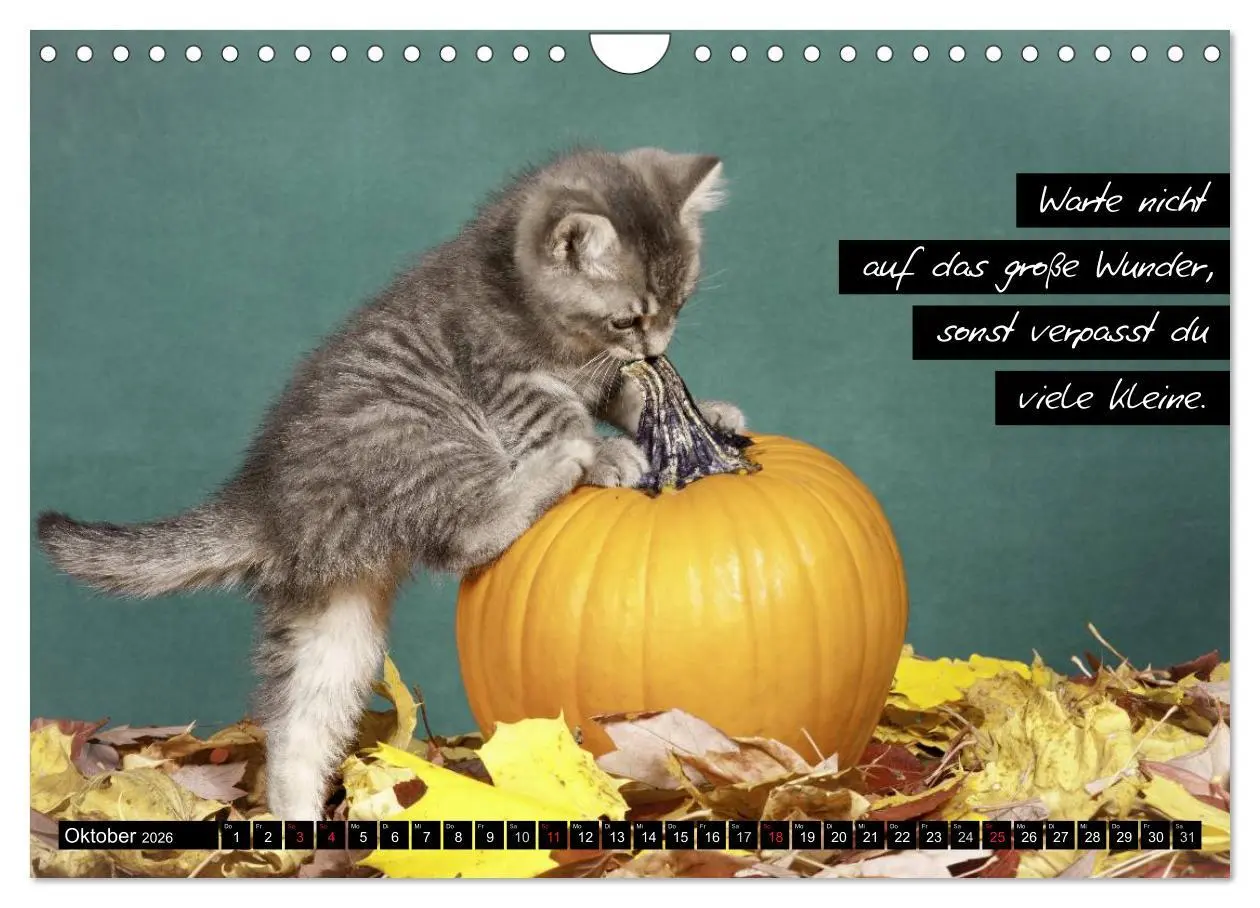 Bild: 9783516069839 | Der "philosophische" Katzenkalender 2026 (Wandkalender 2026 DIN A4...
