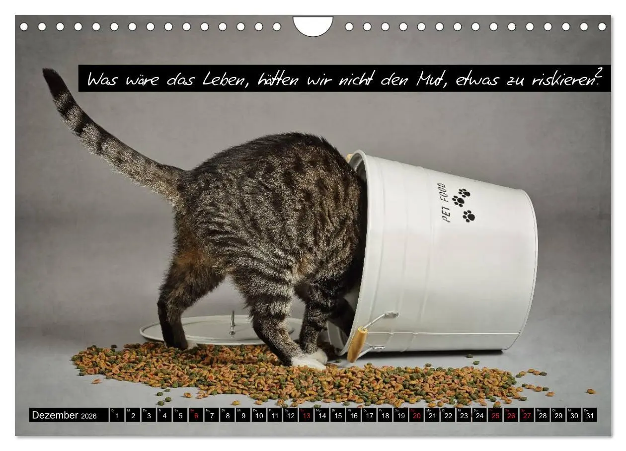 Bild: 9783516069839 | Der "philosophische" Katzenkalender 2026 (Wandkalender 2026 DIN A4...