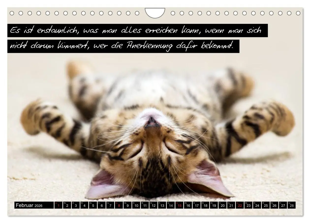 Bild: 9783516069839 | Der "philosophische" Katzenkalender 2026 (Wandkalender 2026 DIN A4...