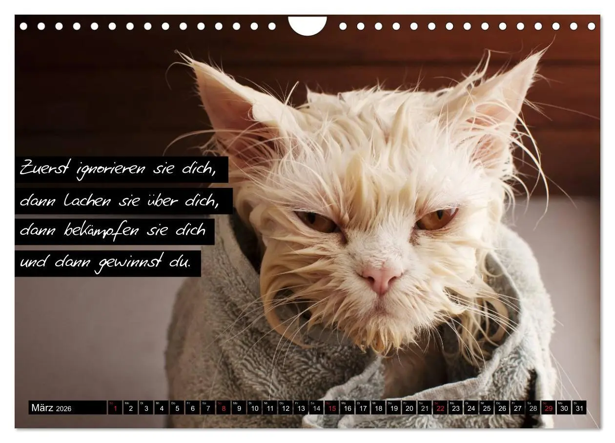 Bild: 9783516069839 | Der "philosophische" Katzenkalender 2026 (Wandkalender 2026 DIN A4...