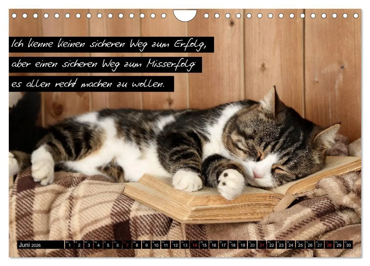 Bild: 9783516069839 | Der "philosophische" Katzenkalender 2026 (Wandkalender 2026 DIN A4...