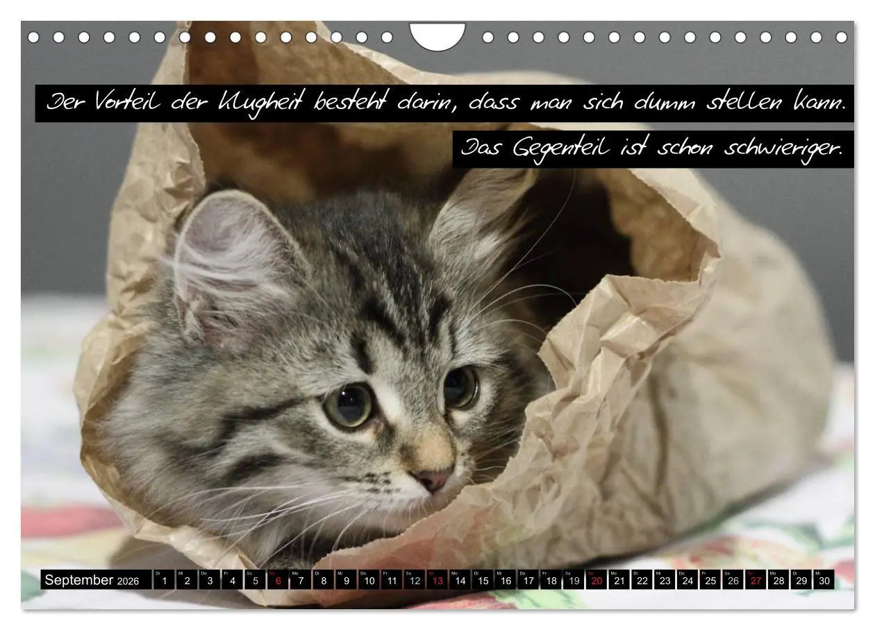 Bild: 9783516069839 | Der "philosophische" Katzenkalender 2026 (Wandkalender 2026 DIN A4...