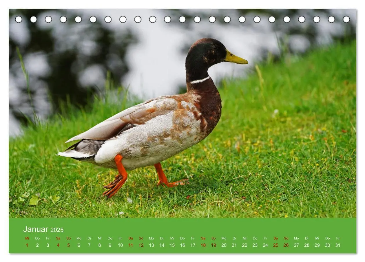 Bild: 9783435019939 | Faszination Enten (Tischkalender 2025 DIN A5 quer), CALVENDO...