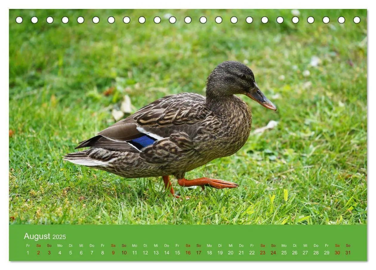 Bild: 9783435019939 | Faszination Enten (Tischkalender 2025 DIN A5 quer), CALVENDO...
