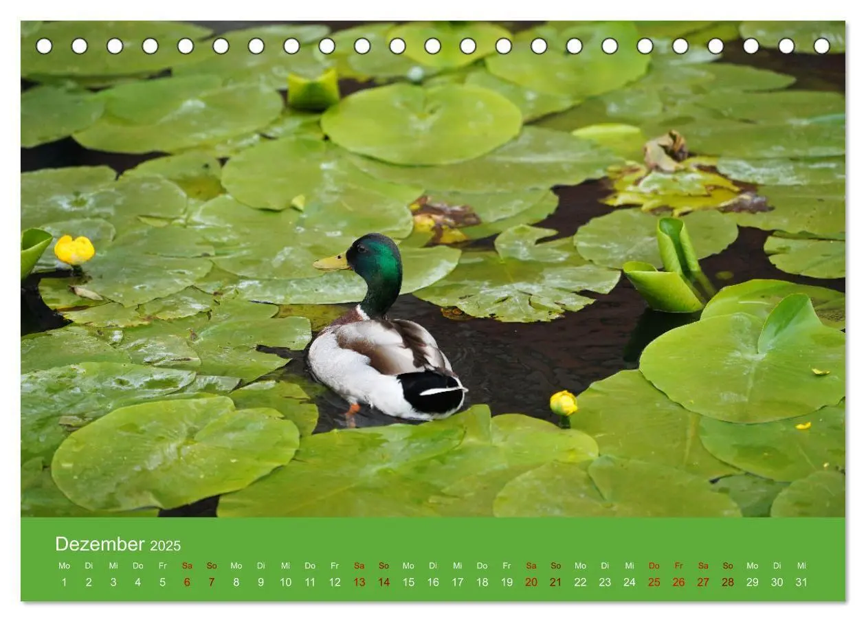 Bild: 9783435019939 | Faszination Enten (Tischkalender 2025 DIN A5 quer), CALVENDO...