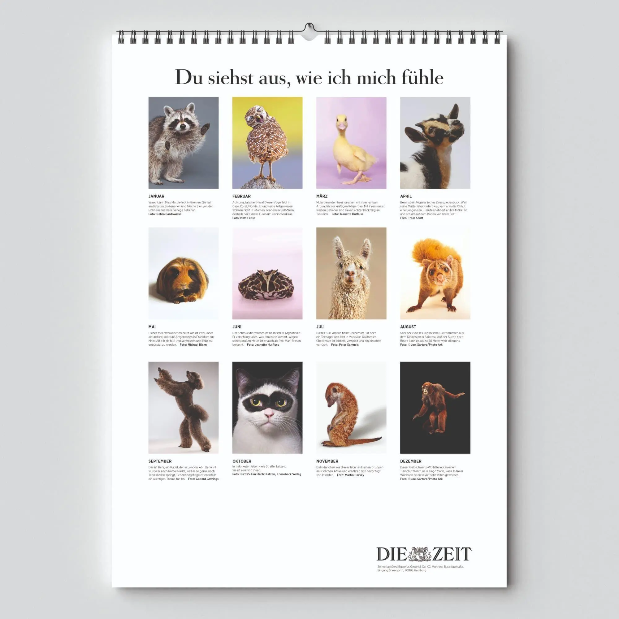 Bild: 9783910699939 | DIE ZEIT Kalender 2027 | "Du siehst aus, wie ich mich fühle" | 10 S.
