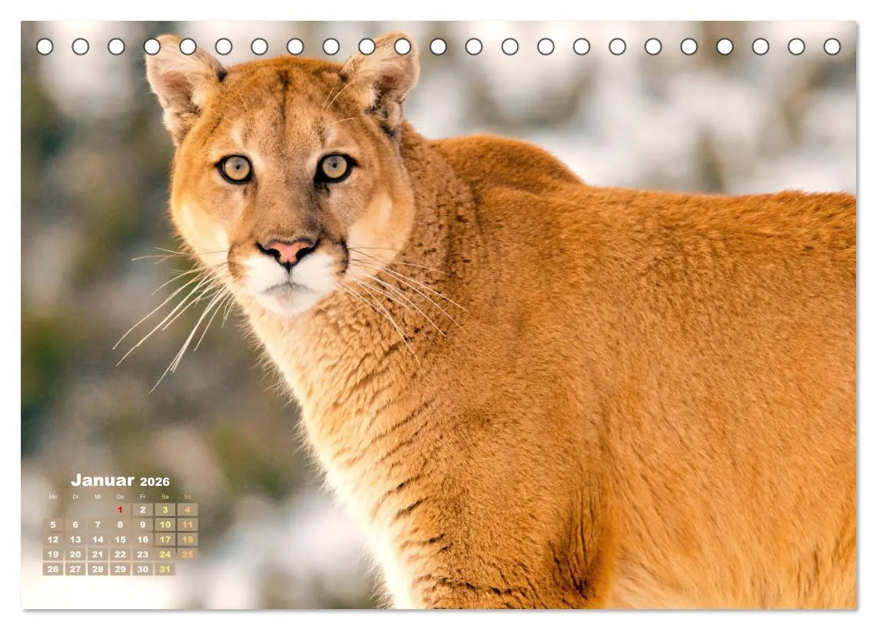 Bild: 9783457290040 | Puma: Auf leisen Pfoten (Tischkalender 2026 DIN A5 quer), CALVENDO...