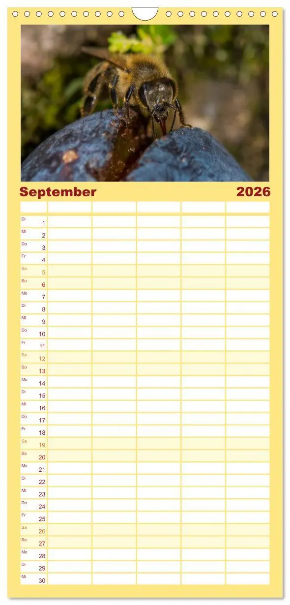 Bild: 9783516520040 | Familienplaner 2026 - Bienenkalender mit 5 Spalten (Wandkalender,...