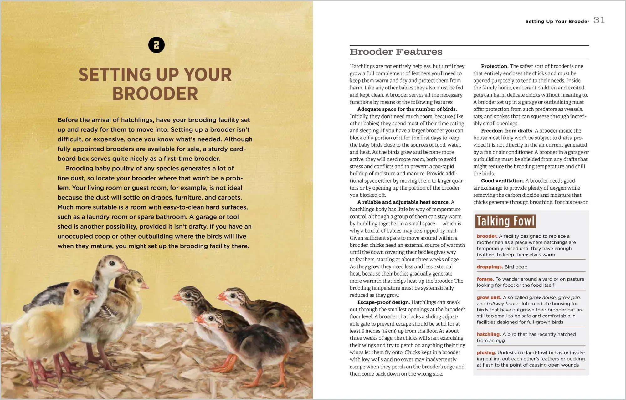Bild: 9781612120140 | Hatching &amp; Brooding Your Own Chicks | Gail Damerow | Taschenbuch