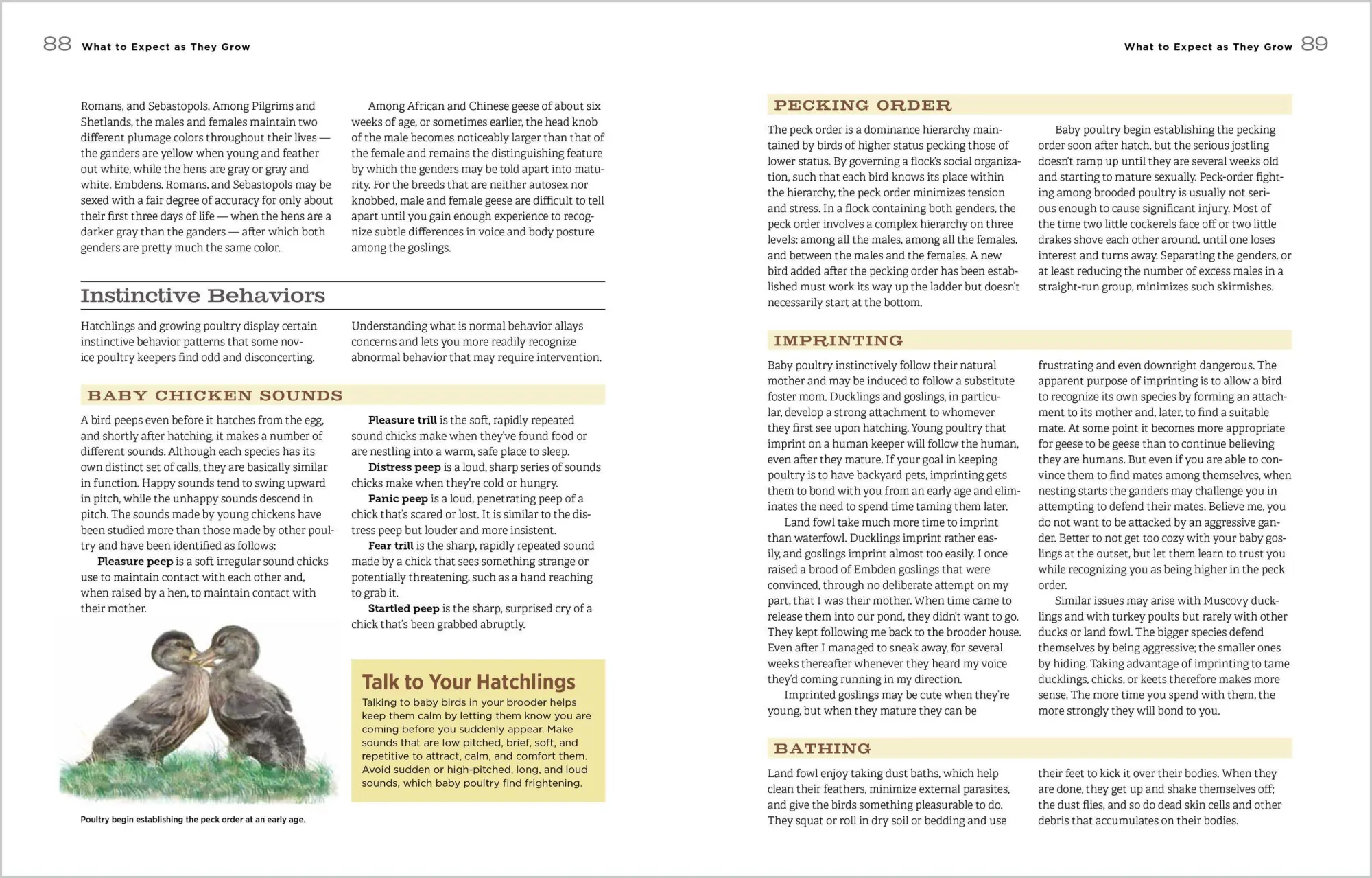 Bild: 9781612120140 | Hatching &amp; Brooding Your Own Chicks | Gail Damerow | Taschenbuch