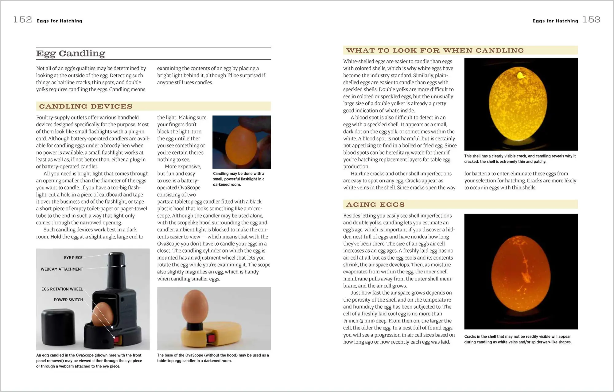 Bild: 9781612120140 | Hatching &amp; Brooding Your Own Chicks | Gail Damerow | Taschenbuch