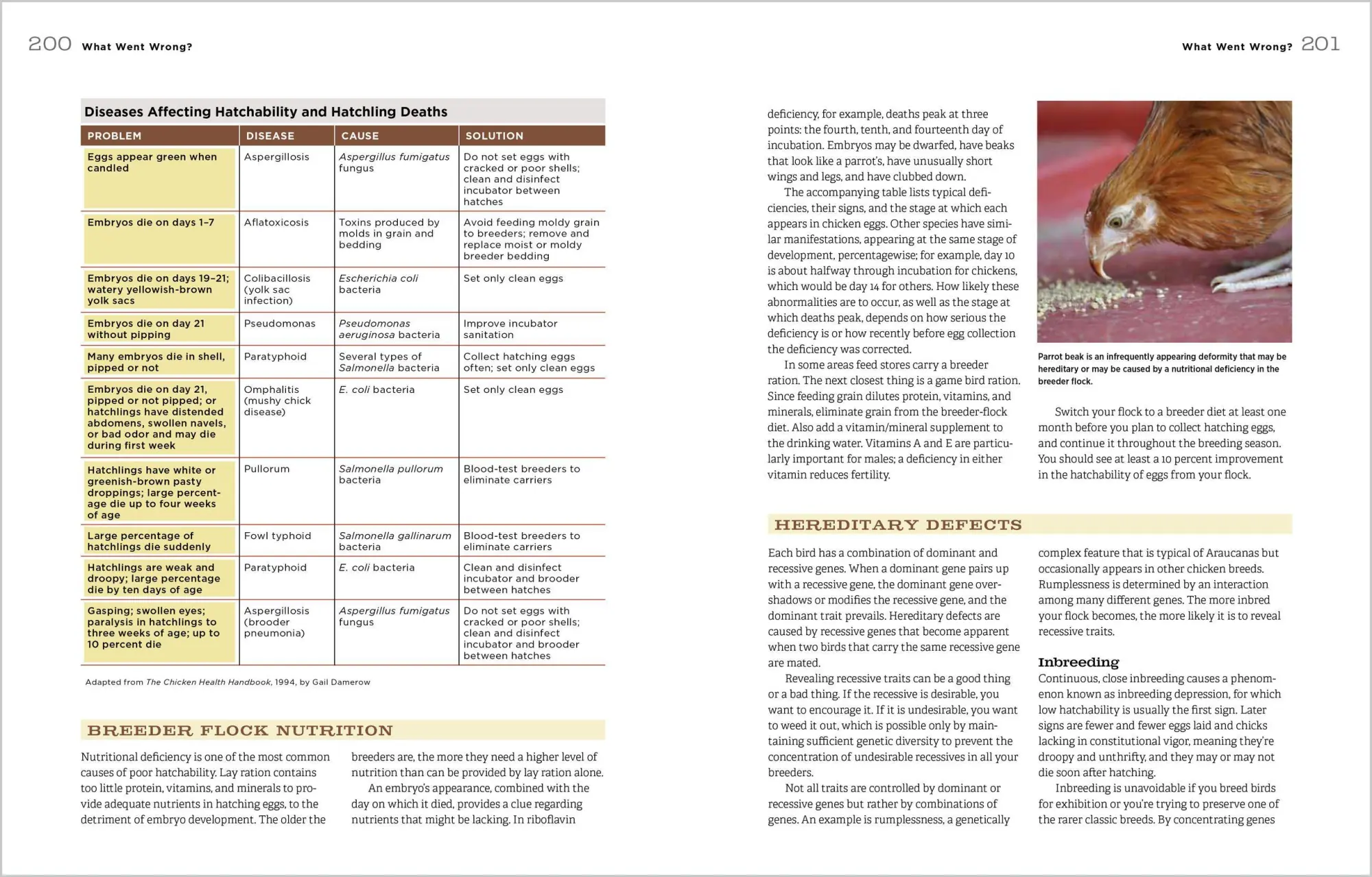 Bild: 9781612120140 | Hatching &amp; Brooding Your Own Chicks | Gail Damerow | Taschenbuch