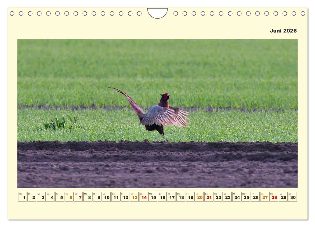 Bild: 9783457570340 | Tierwelt der Wümmeniederung (Wandkalender 2026 DIN A4 quer),...