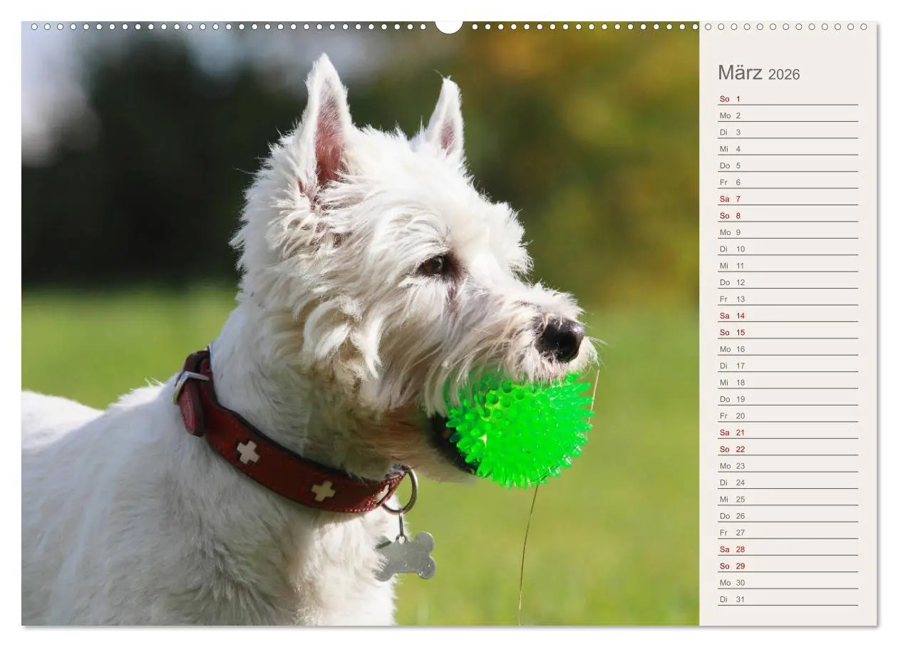 Bild: 9783457880340 | West Highland White Terrier - Selbstbewustes Powerpaket - der...