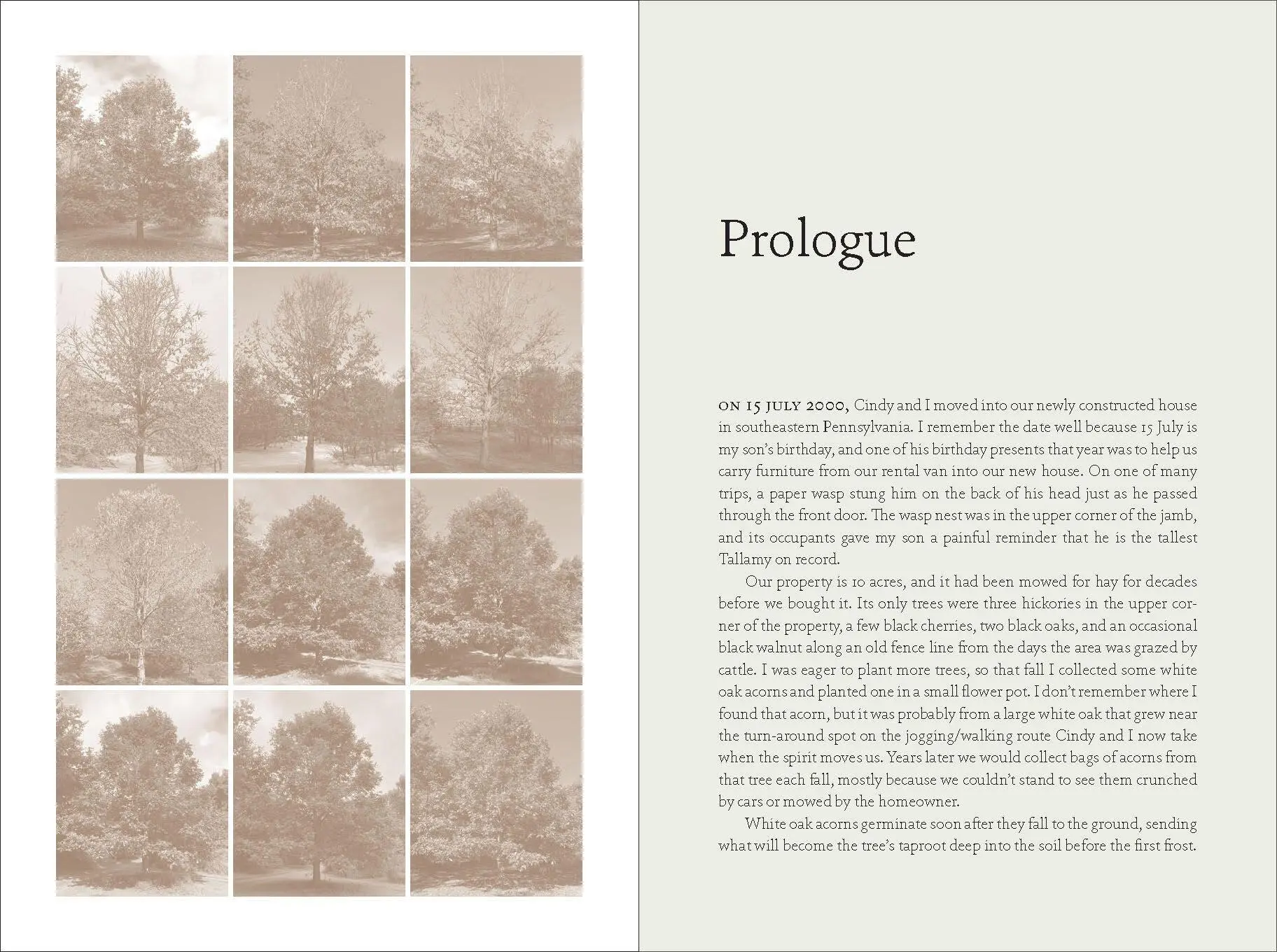 Bild: 9781643260440 | The Nature of Oaks | Douglas W Tallamy | Buch | Gebunden | Englisch