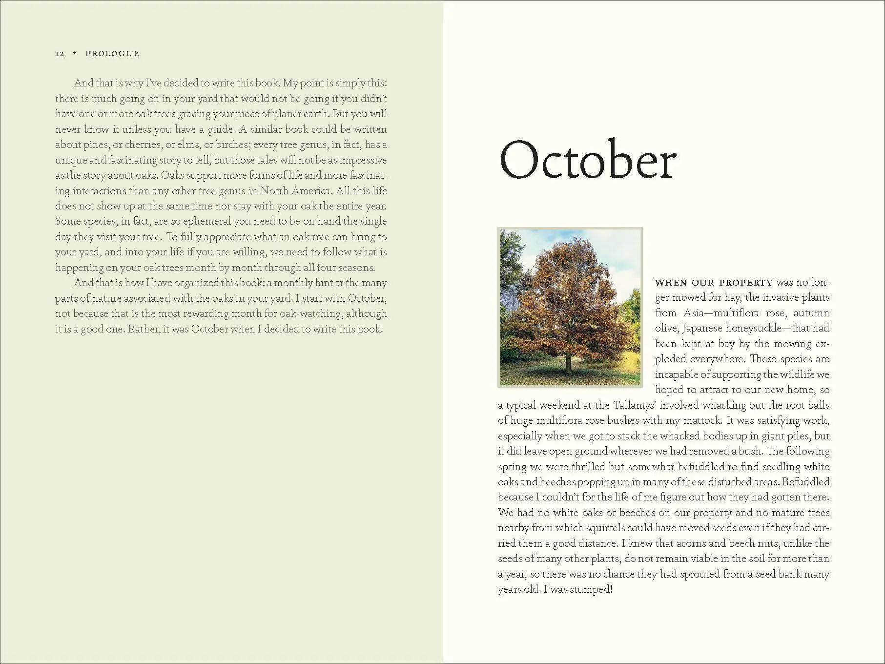 Bild: 9781643260440 | The Nature of Oaks | Douglas W Tallamy | Buch | Gebunden | Englisch