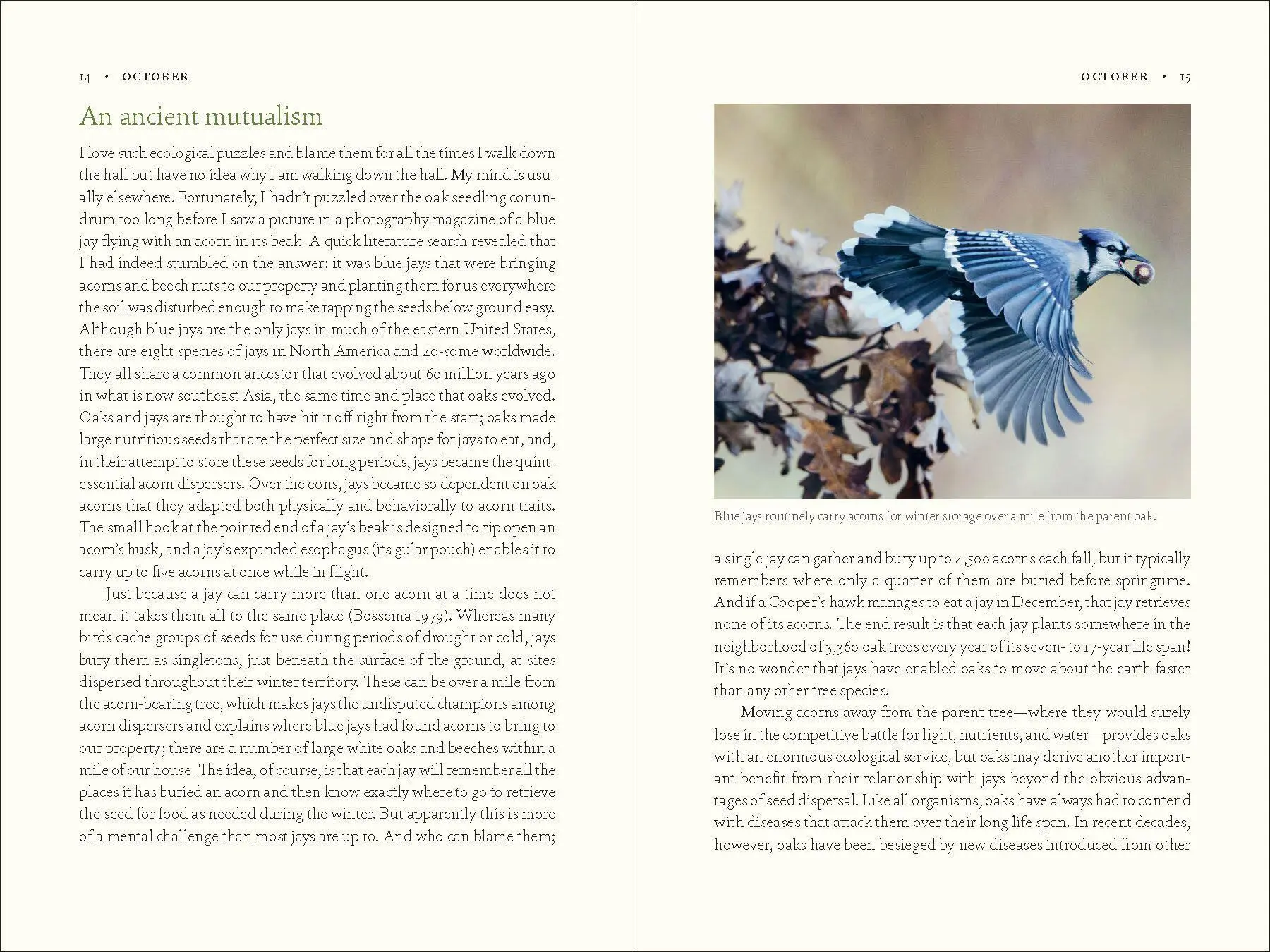 Bild: 9781643260440 | The Nature of Oaks | Douglas W Tallamy | Buch | Gebunden | Englisch