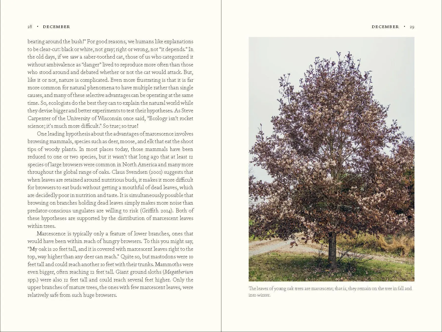Bild: 9781643260440 | The Nature of Oaks | Douglas W Tallamy | Buch | Gebunden | Englisch